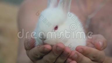双手合拢，抱着一只小白毛兔